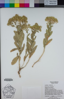 Lepidium chalepense image