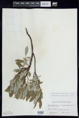 Salix humilis var. rigidiuscula image