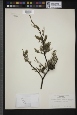 Cupressus sargentii var. duttonii image