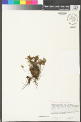 Aspidotis californica image