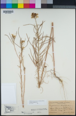 Erysimum teretifolium image