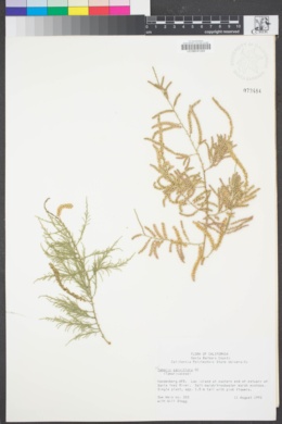 Image of Tamarix parviflora
