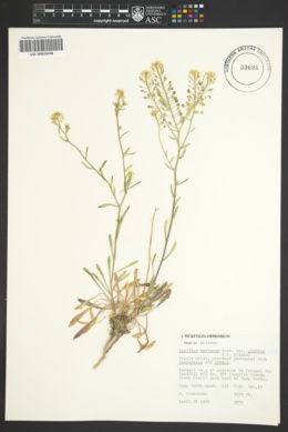 Lepidium montanum var. glabrum image