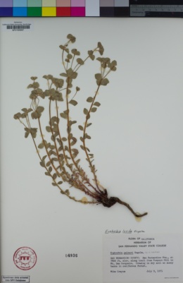 Image of Euphorbia lurida
