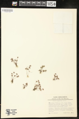 Juncus pygmaeus image