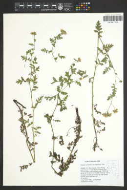 Phacelia ramosissima var. subglabra image
