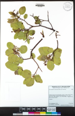 Arctostaphylos manzanita subsp. manzanita image