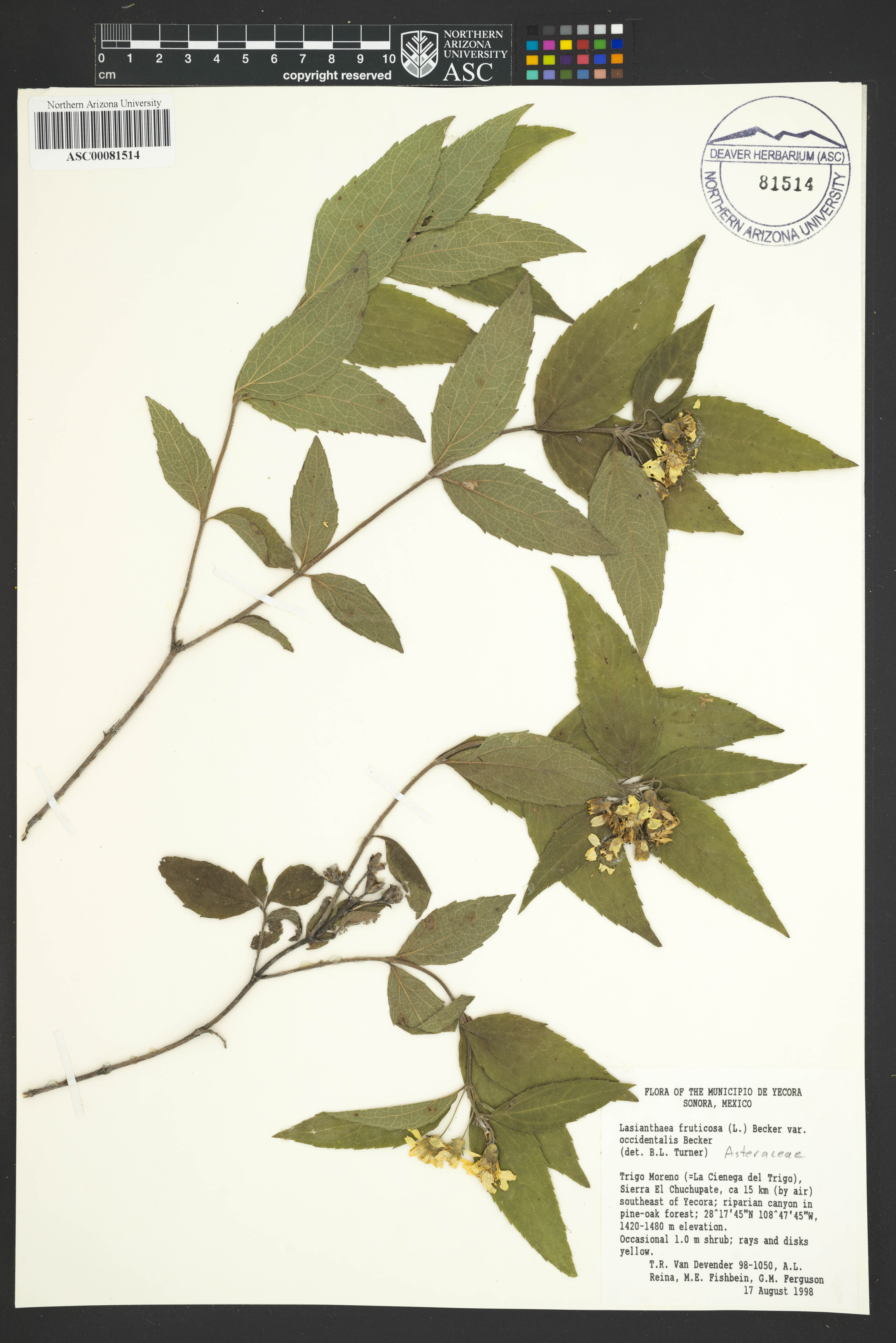 Lasianthaea fruticosa var. occidentalis image