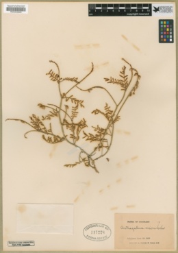 Astragalus microlobus image