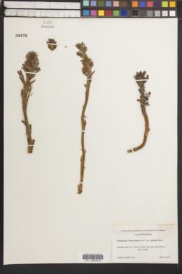 Orobanche cooperi subsp. latiloba image