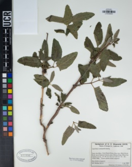 Lepechinia cardiophylla image