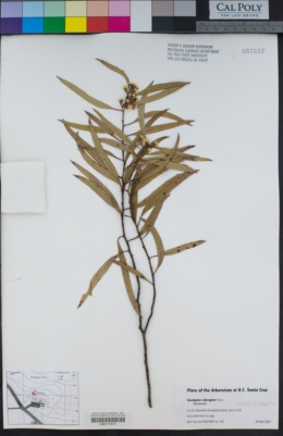 Image of Eucalyptus calycogona