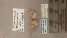 Petrophila bifascialis image