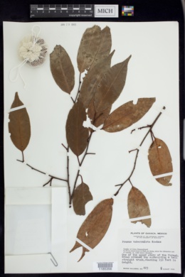 Prunus tuberculata image