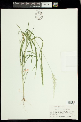 Setaria arizonica image