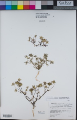 Navarretia hamata subsp. leptantha image
