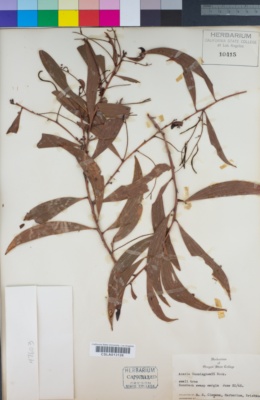 Acacia cunninghamii image