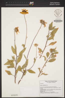 Image of Encelia californica