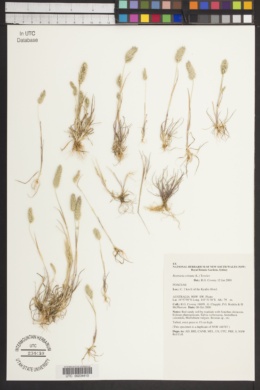 Rostraria cristata image