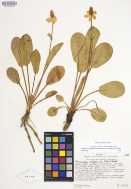 Anemopsis californica image