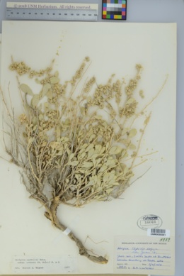 Atriplex cuneata subsp. cuneata image