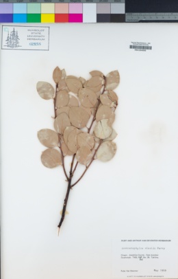 Arctostaphylos viscida image