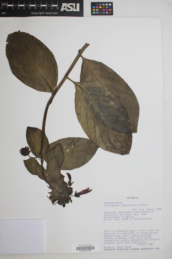 Centropogon pamplonensis image