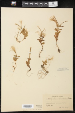 Epilobium behringianum image