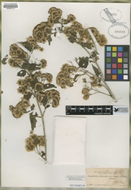 Eupatorium albicaule image