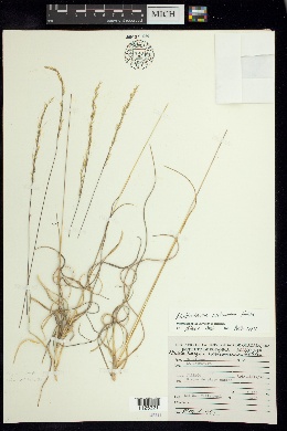 Muhlenbergia watsoniana image