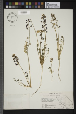 Lupinus odoratus var. odoratus image