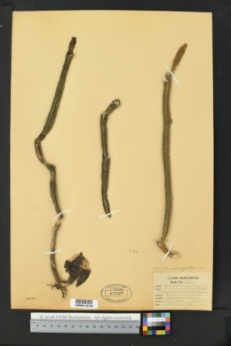 Image of Echinocereus poselgeri