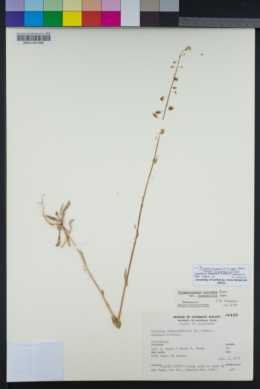Thysanocarpus curvipes subsp. longistylus image