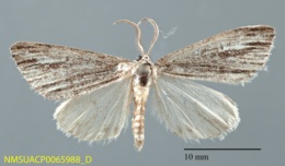 Carphoides incopriarius image