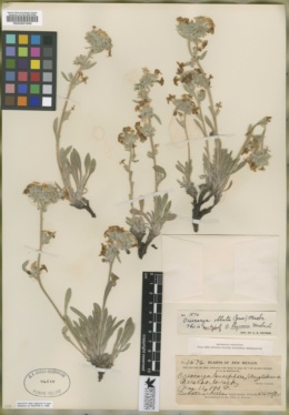 Oreocarya paysonii image