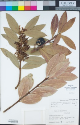 Image of Acokanthera oblongifolia