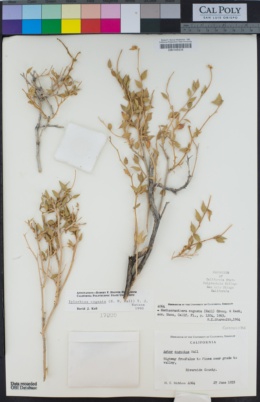 Image of Xylorhiza cognata