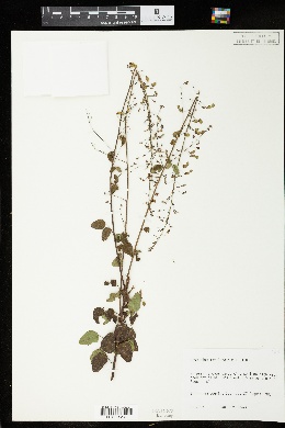Image of Desmodium marilandicum