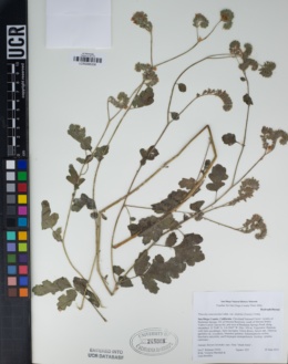 Phacelia ramosissima var. latifolia image
