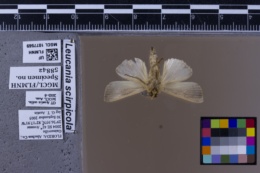 Image of Leucania scirpicola