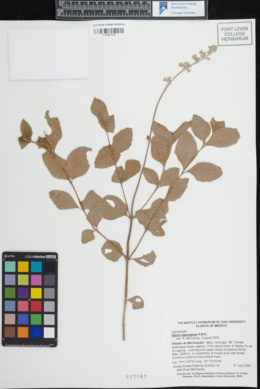 Image of Salvia assurgens