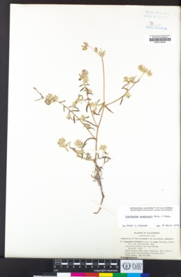 Cryptantha nevadensis image