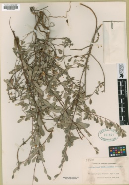 Phyllanthus peninsularis image