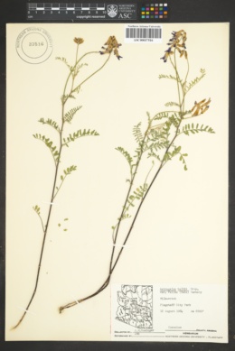Astragalus hallii var. fallax image