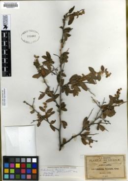 Colubrina texensis var. pedunculata image