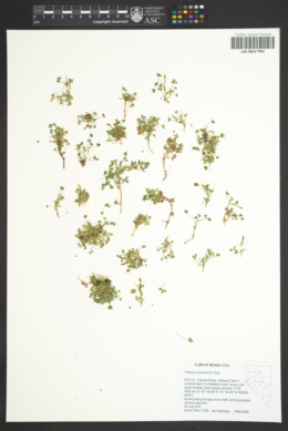 Trifolium monanthum var. monanthum image