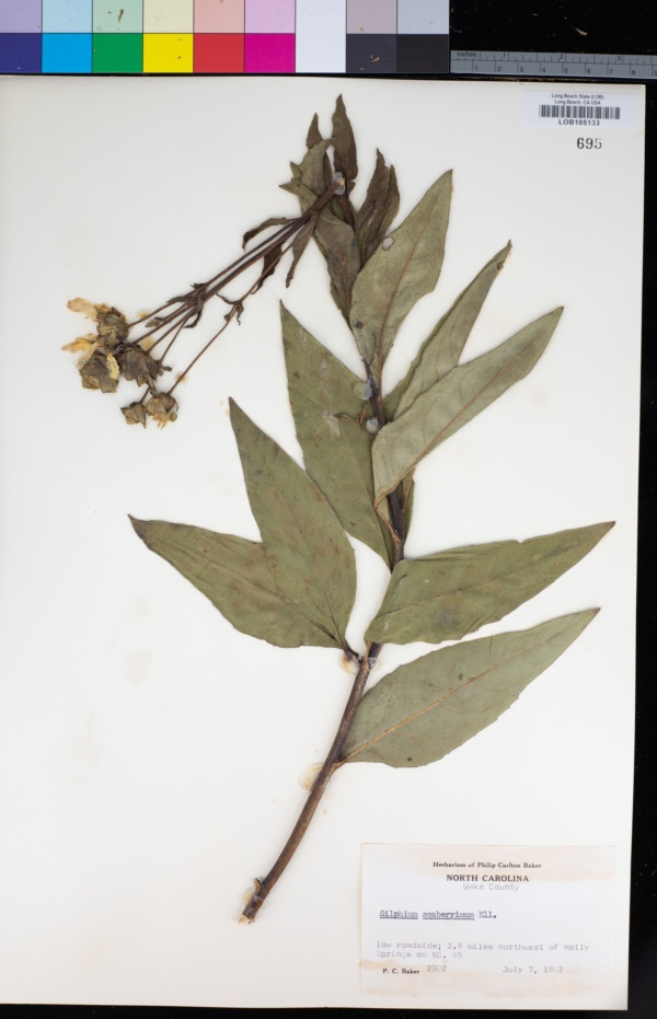 Silphium asteriscus subsp. asteriscus image