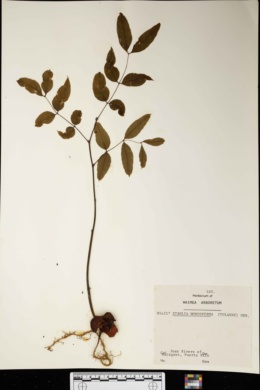 Image of Stahlia monosperma