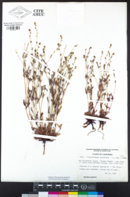 Plagiobothrys arizonicus image