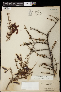 Mimosa zygophylla image